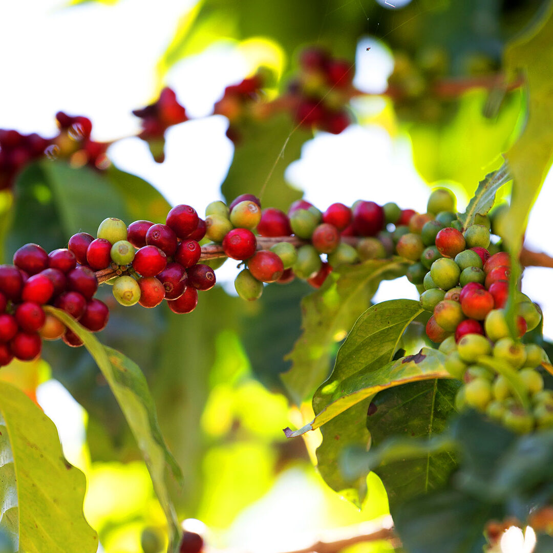 Frutos de café Pacamara listos para cosechar