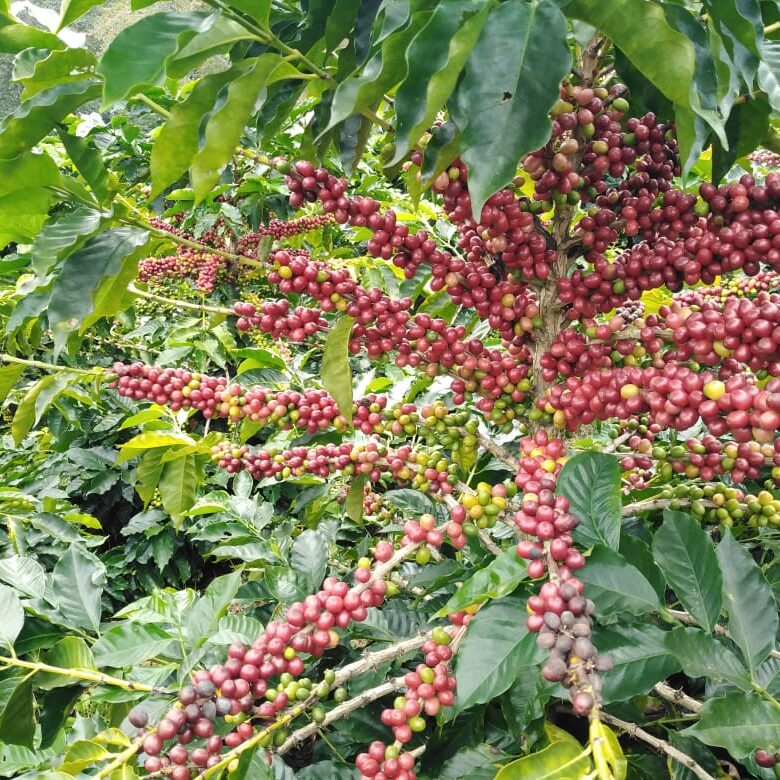 Planta de café de especialidad con muchos frutos maduros 