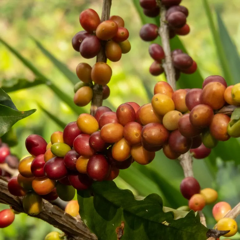 Frutos maduros de Café Sarchimor de Guatemala