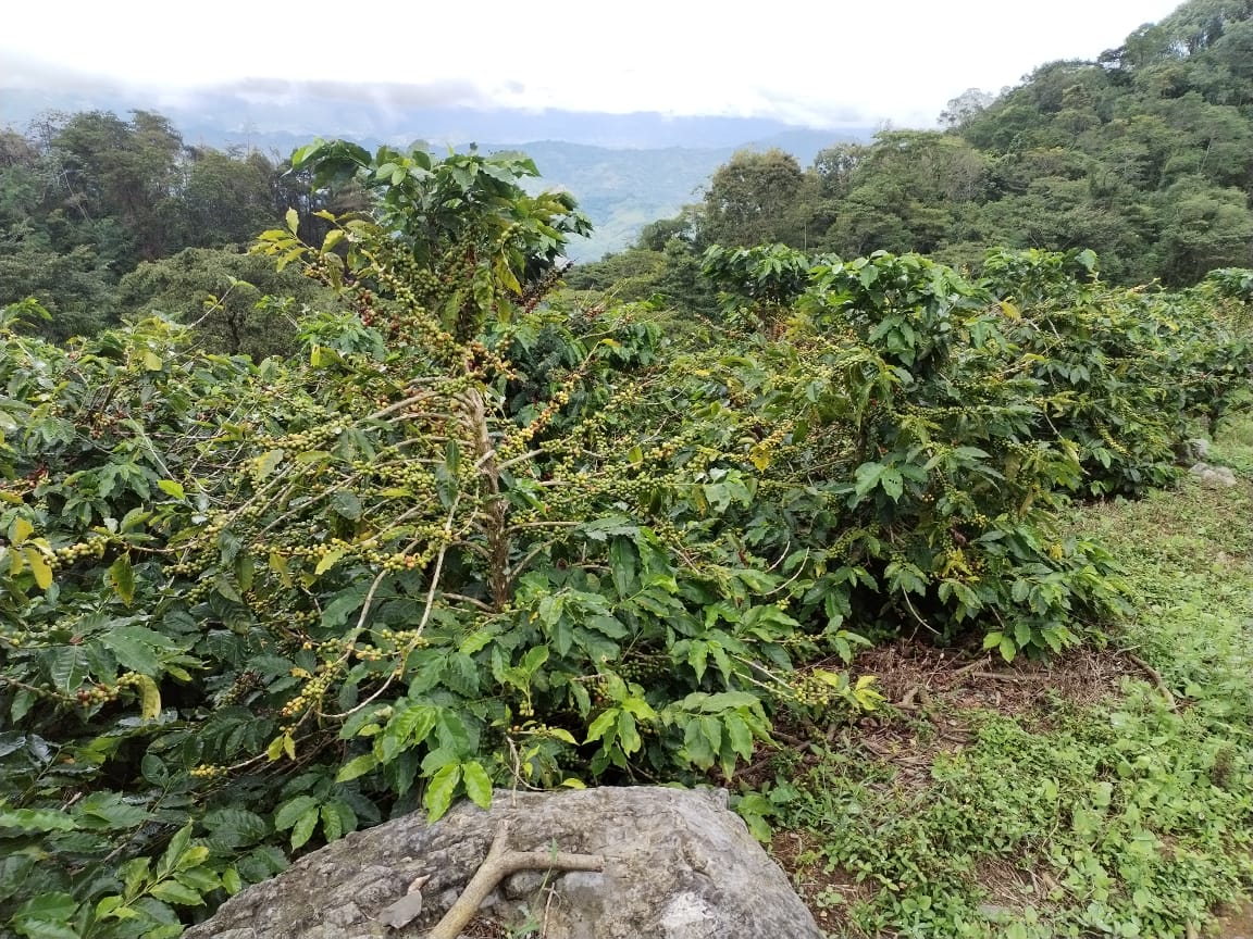 Cultivo de cafe de especialidad en Guatemala 